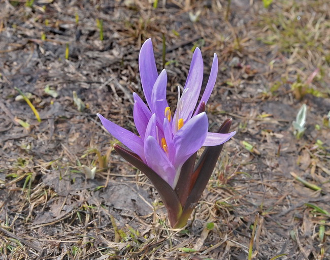 Un Crocus particolare - Bulbocodium vernum